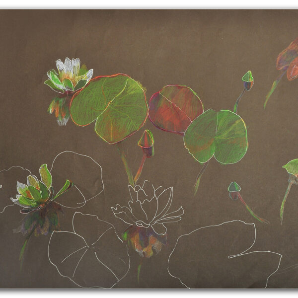 "A Water-lily Pond" Pencil on paper Size: 50 x 70 cm, 2007